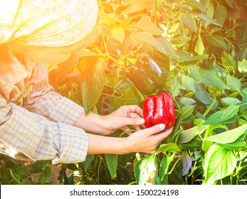 woman picking green pepper in the hothouse. Farm woman gathering autumn harvest from green house plantation. Ripe home grown red sweet pepper