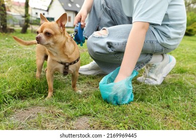 Woman Picking Her Dogs Poop Green Stock Photo 2169969445 | Shutterstock