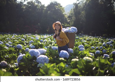 Woman picking hydrangea flowers at Royal Project Khun Pae in Chiang Mai, Thailand