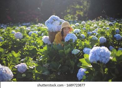 Woman picking hydrangea flowers at Royal Project Khun Pae in Chiang Mai, Thailand