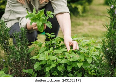 Woman picking lemon balm leaves from organic herb garden. Green herbal plant - Powered by Shutterstock