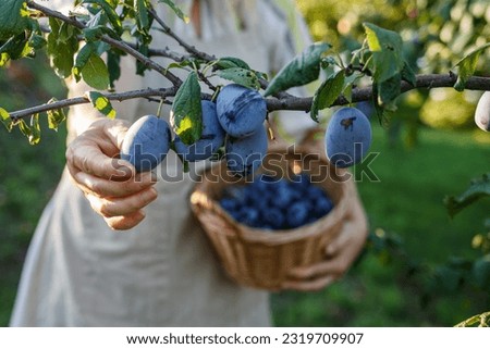 Woman picking plum into basket in garden. Farmer harvesting fruit in orchard