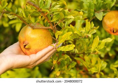  Woman Picking Pomegranates From A Tree. Female Hand With Fruit. Harvesting Pomegranates.