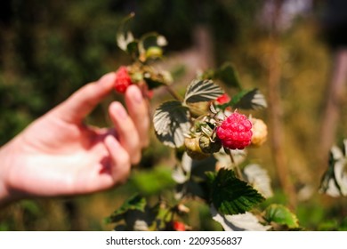 woman picking raspberries from a bush close-up of hands