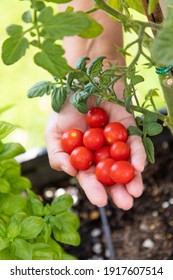 Woman Picking Ripe Cherry Tomatoes On The Vine in the Garden.