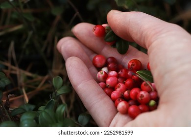 Woman picking ripe red lingonberries outdoors, closeup - Shutterstock ID 2252981599