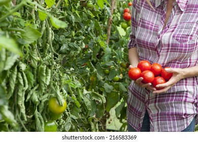 Woman picking ripe tomatoes in greenhouse garden - Shutterstock ID 216583369