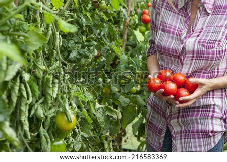 Similar – Image, Stock Photo Picking ripe tomatoes by hand in basket.