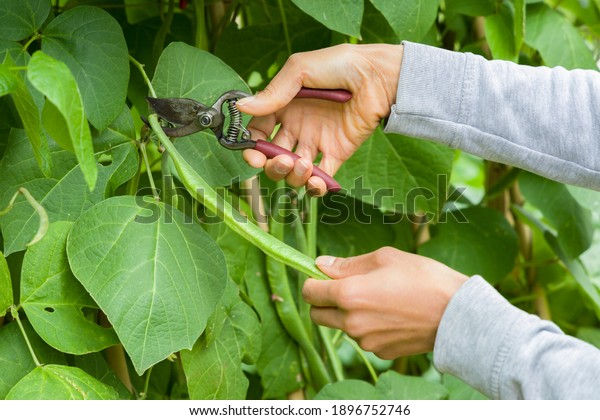 Woman picking runner beans with secateurs from\
a runner bean plant in a UK\
garden