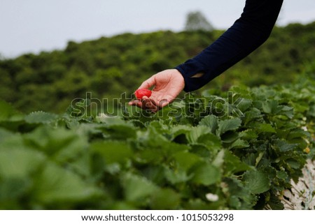 Woman picking strawberry at outdoor strawberry garden