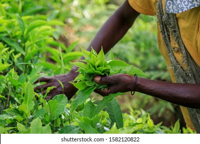 Woman Picking Tea Leaves Africa