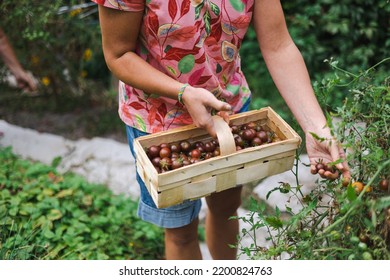 Woman Picking Tomatoes From Her Garden
