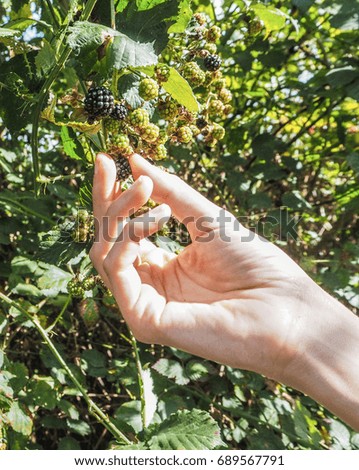Woman picking wild blackberries in August, Belgium