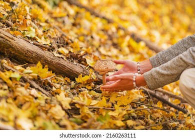 Woman Picking Wild Edible Mushrooms In The Forest