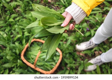 Woman picking Wild Garlic (allium ursinum) in woodland. Harvesting Ramson leaves herb into wicker basket