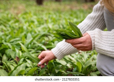 Woman picking Wild Garlic (allium ursinum) in forest. Harvesting Ramson leaves herb