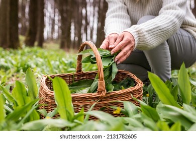 Woman picking wild garlic (allium ursinum) in forest. Harvesting Ramson leaves herb into wicker basket. Herbal harvest