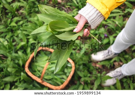 Woman picking Wild Garlic (allium ursinum) in woodland. Harvesting Ramson leaves herb into wicker basket