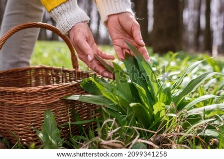 Woman picking wild garlic (allium ursinum) in forest. Harvesting Ramson leaves herb into wicker basket