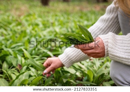 Woman picking Wild Garlic (allium ursinum) in forest. Harvesting Ramson leaves herb
