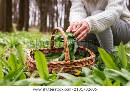 Woman picking wild garlic (allium ursinum) in forest. Harvesting Ramson leaves herb into wicker basket. Herbal harvest