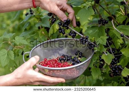 A woman picks black currants. Ripe black currant berries on a branch. Concept of healthy eating