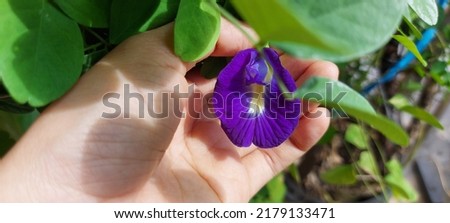 A woman picks butterfly pea or bluebellvine or cordofan pea (Clitoria ternatea) from a branch. Clitoria ternatea is consumed in diverse ways, raw or cooked, in many dishes, salads, and drinks.
