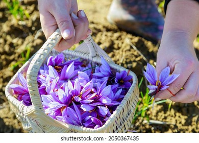 Woman Picks Saffron Flowers In A Basket. Farm Industrial.