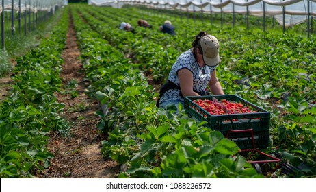 Woman picks strawberries in the greenhouse with harvest. Berry season - Powered by Shutterstock