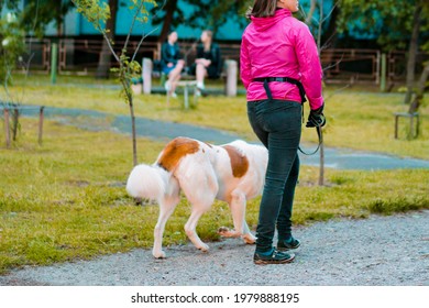 Woman in pink jacket and black pants walking with white and brown dog in the green park. Outdoor. Trees. Walk. Animal. Leash - Shutterstock ID 1979888195
