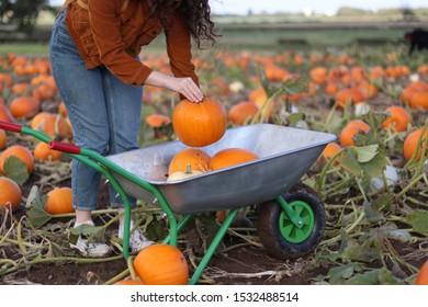 A Woman Placing A Pumpkin Into A Wheel Barrow