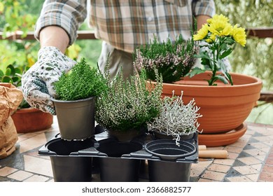 Woman planting autumn composition with calluna vulgaris or erica, leucophyta brownii, hebe armstrongii and yellow daisy in ceramic pot. House garden and balcony decoration with seasonal autumn flowers - Powered by Shutterstock