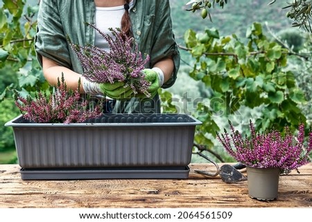 Woman planting calluna vulgaris, common heather, simply heather and erica in a pot on wooden table in the garden. House, garden and balcony decoration with seasonal autumn flowers.