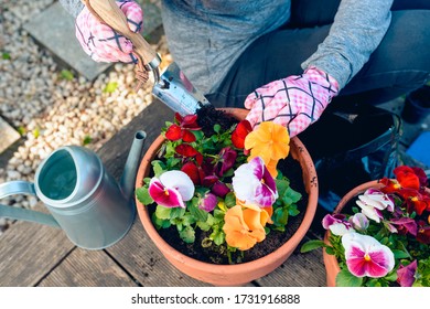 Woman Planting Colorful Flowers - Pansies - In Pots In The Garden 