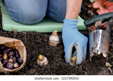 Woman planting flower bulbs in the garden