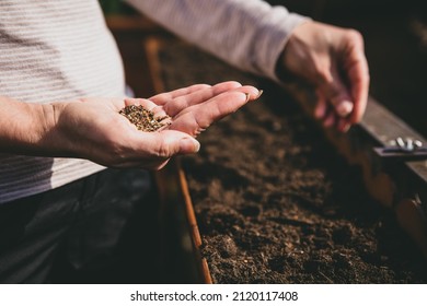 woman planting flower seeds into a raised bed, gardening
