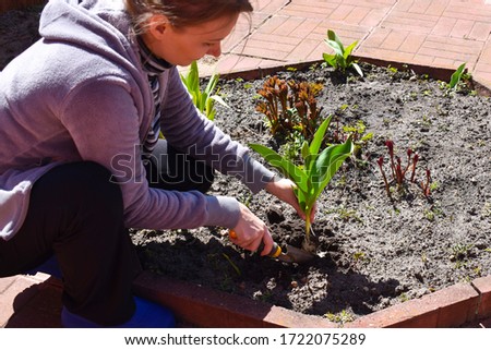 Woman planting flowers in the garden. The spring planting. Work the farm in the fresh air. Green bulbous tulips.