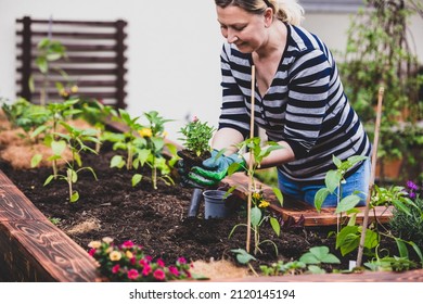 Woman Planting Flowers And Plants Into A Raised Bed, Urban Gardening