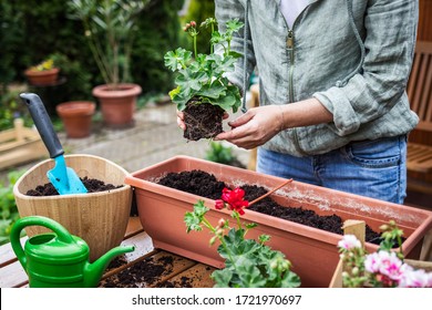 2,390 Planting Geranium In Flower Box Images, Stock Photos & Vectors ...