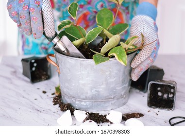 Woman Is Planting Green Hoya Plant