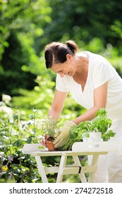 Woman Planting Herbs In Garden