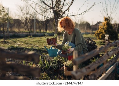 Woman Planting Herbs And Vegetables In Her Backyard Garden