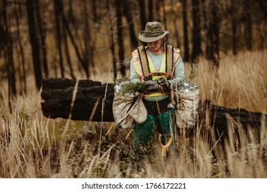 Woman Planting New Saplings In Forest. Female Forester Planting Seedlings In Deforested Area.