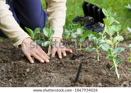 Woman planting out broad bean plants, growing vegetables in a garden, UK