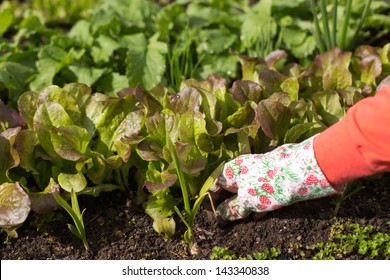 Woman Planting Salad Seedlings In Her Kitchen Garden.