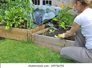 Woman Planting Salad In A Small Vegetable Patch