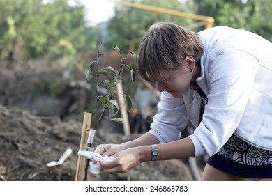 Woman Planting Seedling Of Fruit Tree In Garden