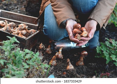 Woman is planting spring flowering bulbs in a garden in the Fall