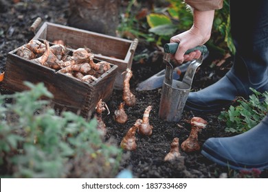Woman is planting spring flowering bulbs in a garden in the Fall using bulb planting tool