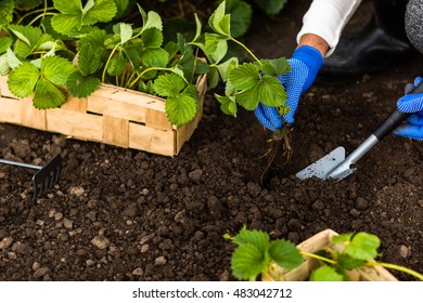 Woman is planting strawberries plants in her garden. Agriculture, work, senior lifestyle concept - Powered by Shutterstock